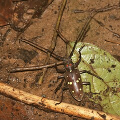 Batocera rubus