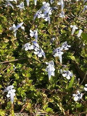 Lindernia grandiflora