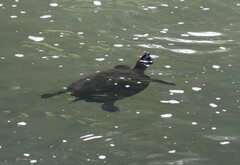 Notochelys platynota