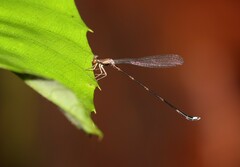 Protosticta versicolor
