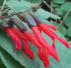 Salvia gesneriiflora