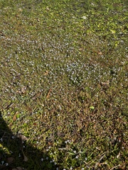 Lindernia grandiflora