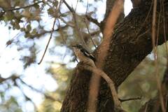 Ficedula speculigera