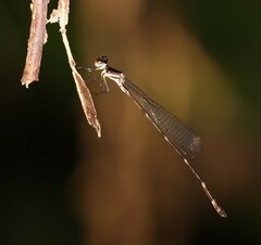 Drepanosticta actaeon
