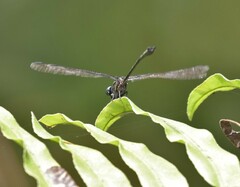 Leptogomphus