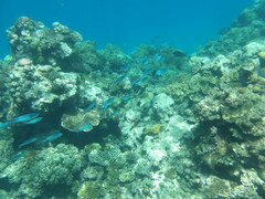 Caesio caerulaurea