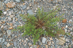 Chamaenerion colchicum