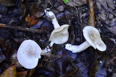 Clitopilus