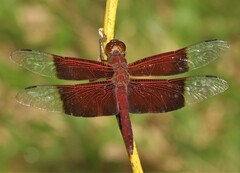 Camacinia gigantea
