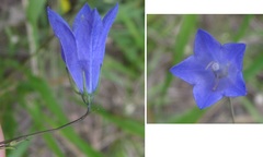 Campanula rotundifolia