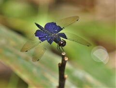 Rhyothemis triangularis