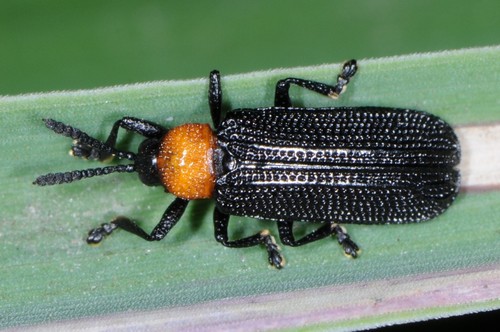 Chalepus walshii · iNaturalist