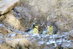 Cyanistes teneriffae