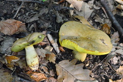 Leccinellum crocipodium