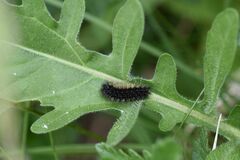 Melitaea phoebe