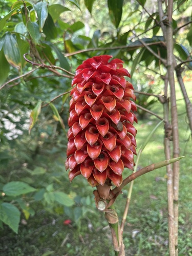 Foto de Gengibre-vermelho