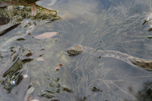 Tessellated Water Snake