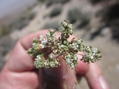 Nemacladus californicus