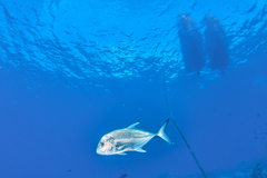 Caranx