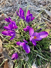 Crocus tommasinianus