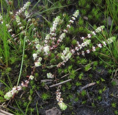 Illecebrum verticillatum