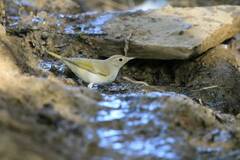 Phylloscopus bonelli