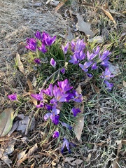 Crocus tommasinianus