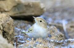 Phylloscopus bonelli
