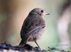 Phoenicurus moussieri