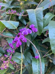 Hardenbergia violacea