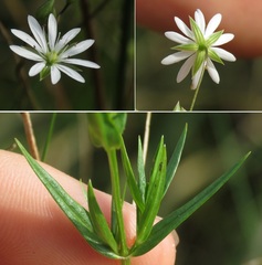 Stellaria graminea