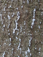 Cryptococcus fagisuga