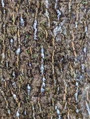 Cryptococcus fagisuga