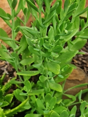 Kalanchoe rotundifolia