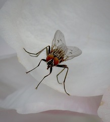 Anthomyia ochripes