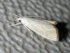 Haimbachia placidellus