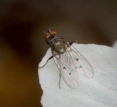 Anthomyia ochripes