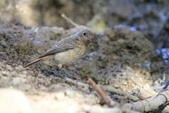 Phoenicurus moussieri