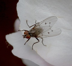 Anthomyia ochripes