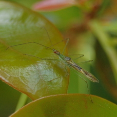 Berytidae