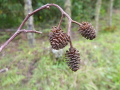 Alnus acuminata