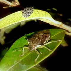 Podisus nigrispinus