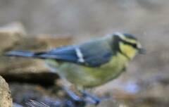 Cyanistes teneriffae