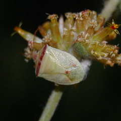 Thyanta humilis