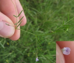 Vicia tetrasperma