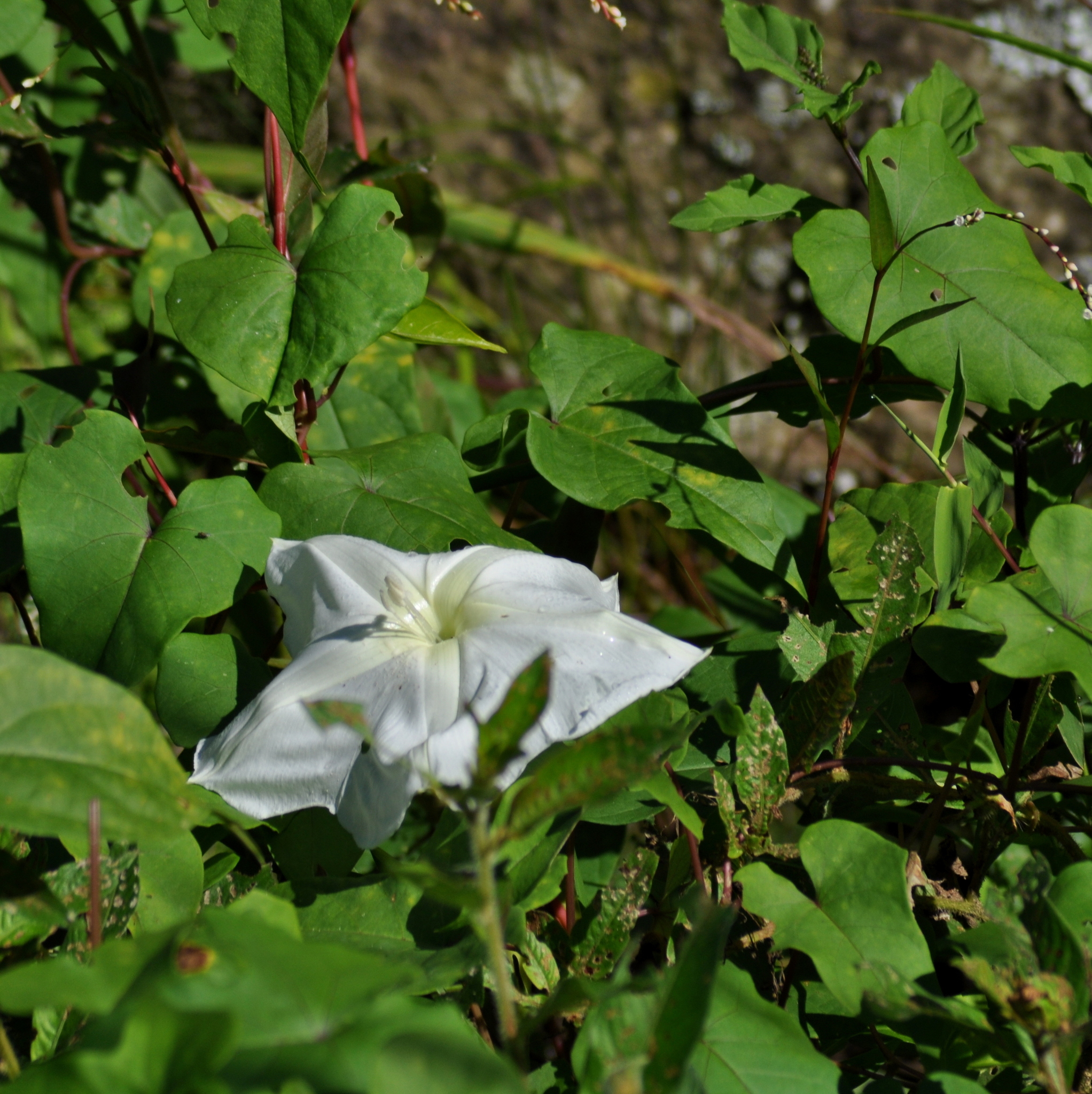 Ipomoea alba