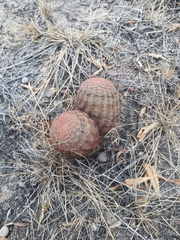Echinocereus pectinatus pectinatus
