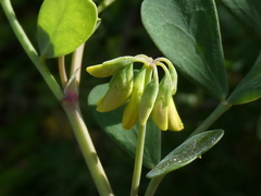 Coronilla valentina glauca