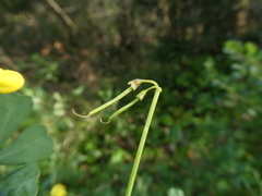 Coronilla valentina glauca