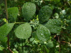 Coronilla valentina glauca